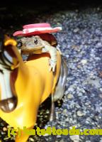/home//u458753944/public_html/sourcegallery///Roxborough Toad Detour/2021/2021-03-28/P3280107.JPG